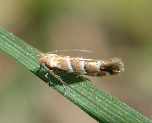 Réf. 213 038 : Cameraria ohridella